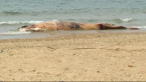 Frame 43.767116 de: Nadie se hace cargo del ballenato muerto en Huelva