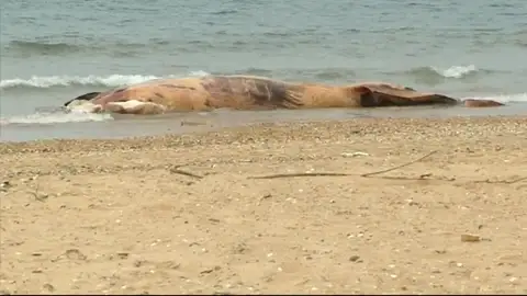 Frame 43.767116 de: Nadie se hace cargo del ballenato muerto en Huelva Frame 43.767116 de: Nadie se hace cargo del ballenato muerto en Huelva