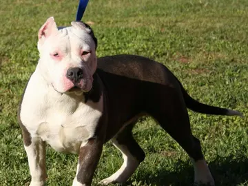 Perro de raza American Stanford. Perro de raza American Stanford.