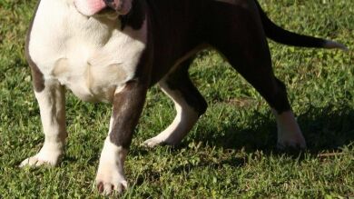 Un perro de raza peligrosa deja hospitalizada a una mujer en Valladolid durante 9 días