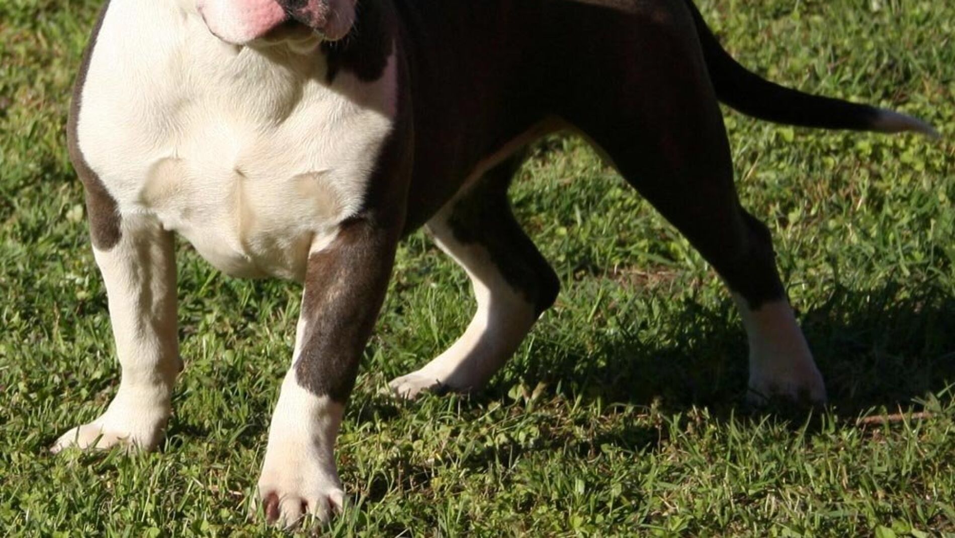 Perro de raza American Stanford.