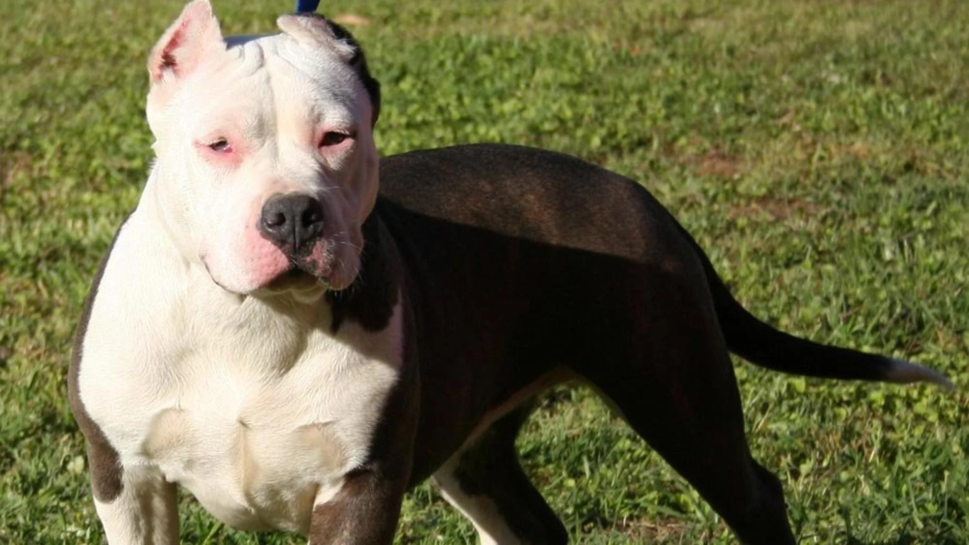 Perro de raza American Stanford. Perro de raza American Stanford.