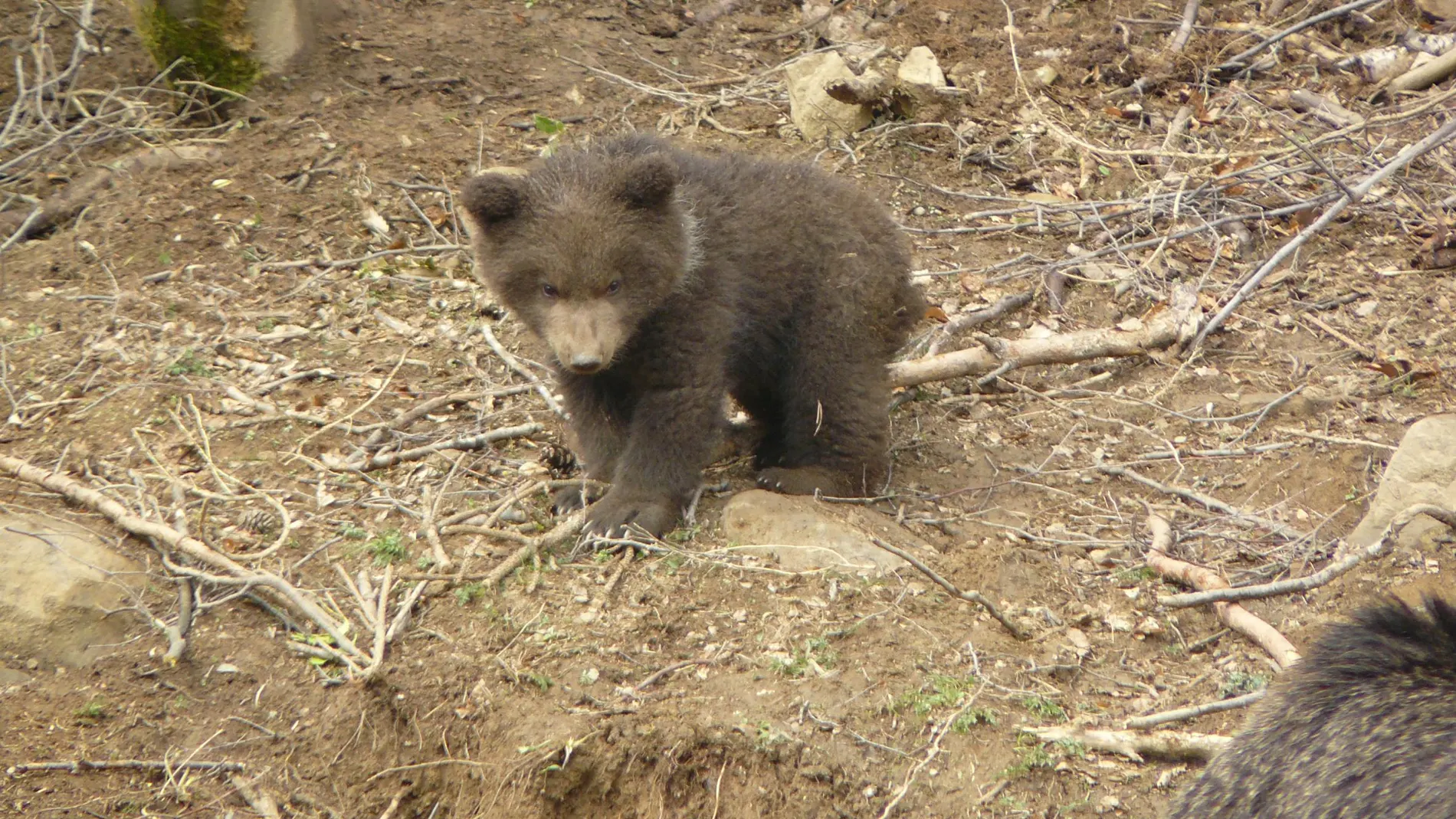 Un cachorro de oso Un cachorro de oso