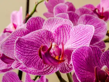 orquídea orquídea