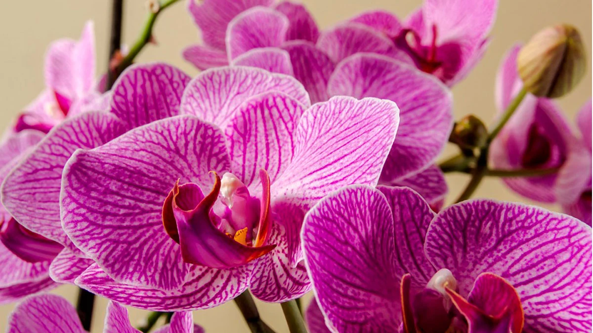 orquídea orquídea