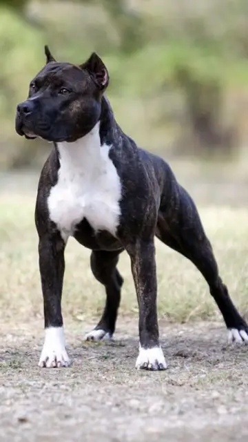 Ejemplar de la raza American Stanford. Ejemplar de la raza American Stanford.