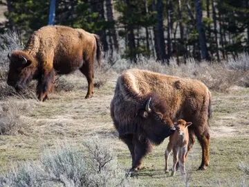 Un grupo de bisontes en el parque de Yellowstone Un grupo de bisontes en el parque de Yellowstone