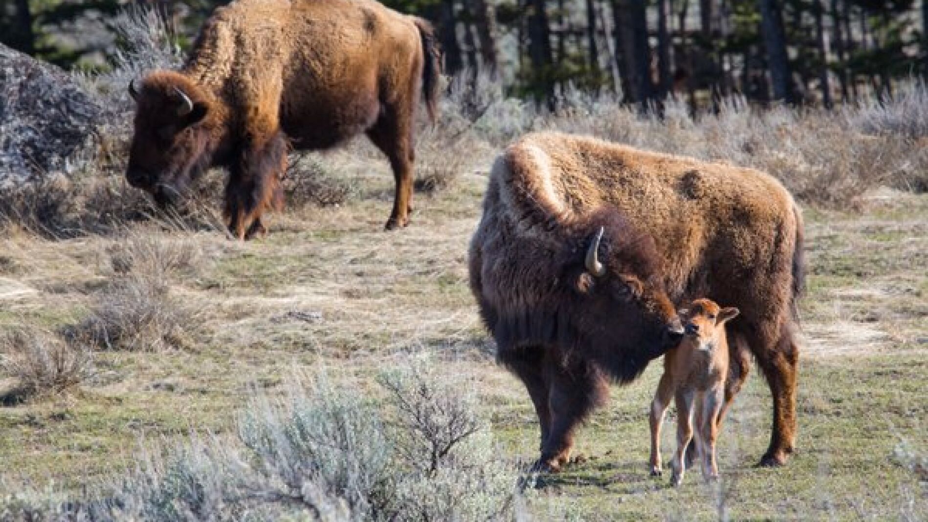 Un grupo de bisontes en el parque de Yellowstone