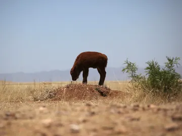 Una cría de bisonte Una cría de bisonte