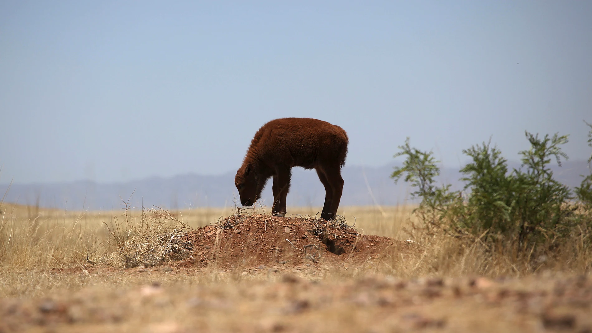 Una cría de bisonte Una cría de bisonte