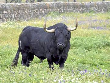 El toro 'Rompesuelas', lanceado en Tordesillas