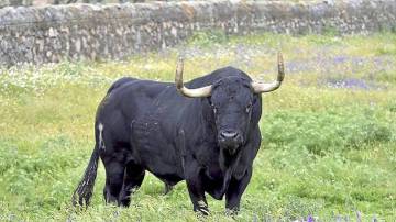 El toro 'Rompesuelas', lanceado en Tordesillas