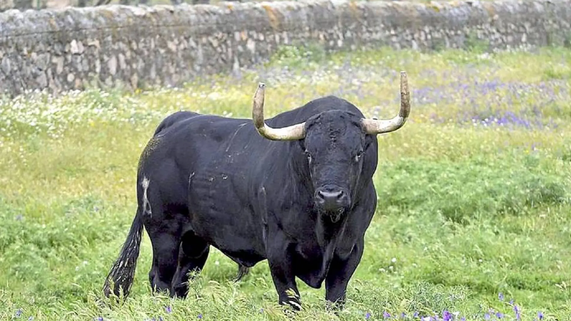 El toro 'Rompesuelas', lanceado en Tordesillas El toro 'Rompesuelas', lanceado en Tordesillas
