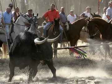 Celebración del Toro de la Vega del año 2006 Celebración del Toro de la Vega del año 2006