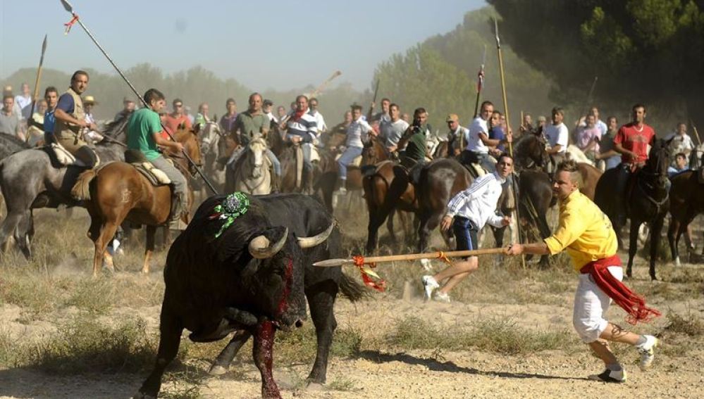 Toro siendo lanceado durante la fiesta del Toro de la Vega
