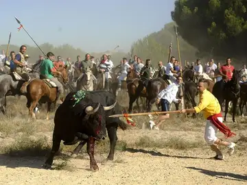 Toro siendo lanceado durante la fiesta del Toro de la Vega Toro siendo lanceado durante la fiesta del Toro de la Vega
