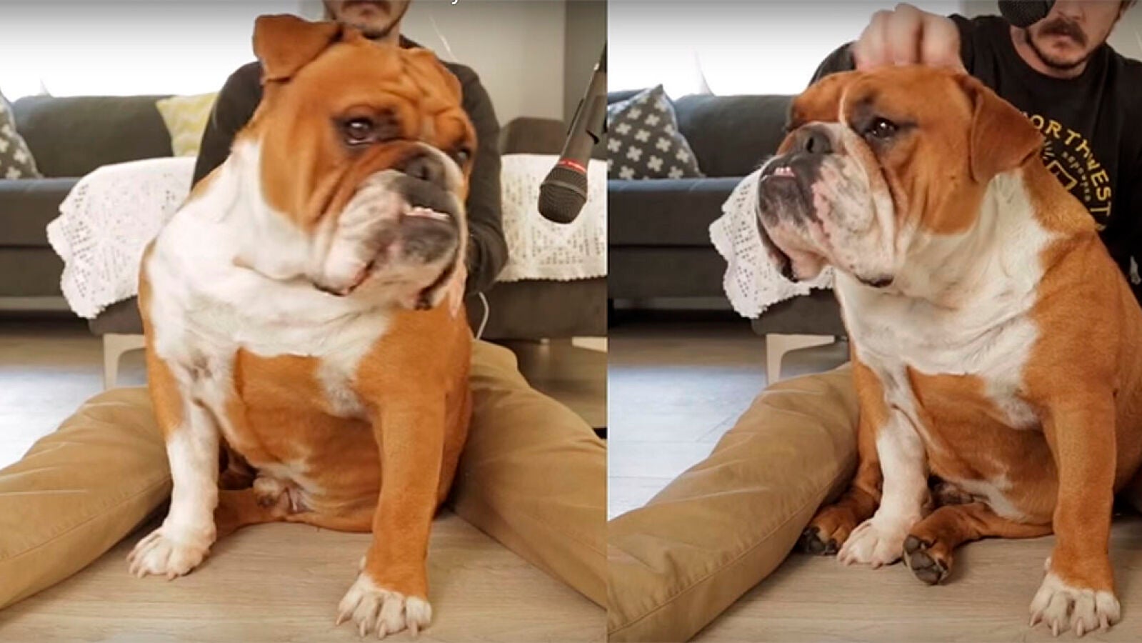 Compone un tema musical rascando y dando palmadas a su bulldog, escúchalo