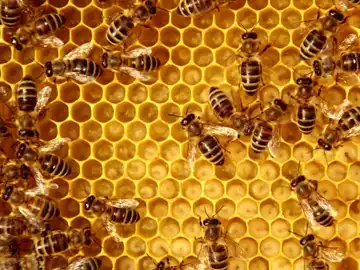Una colmena de abejas Una colmena de abejas