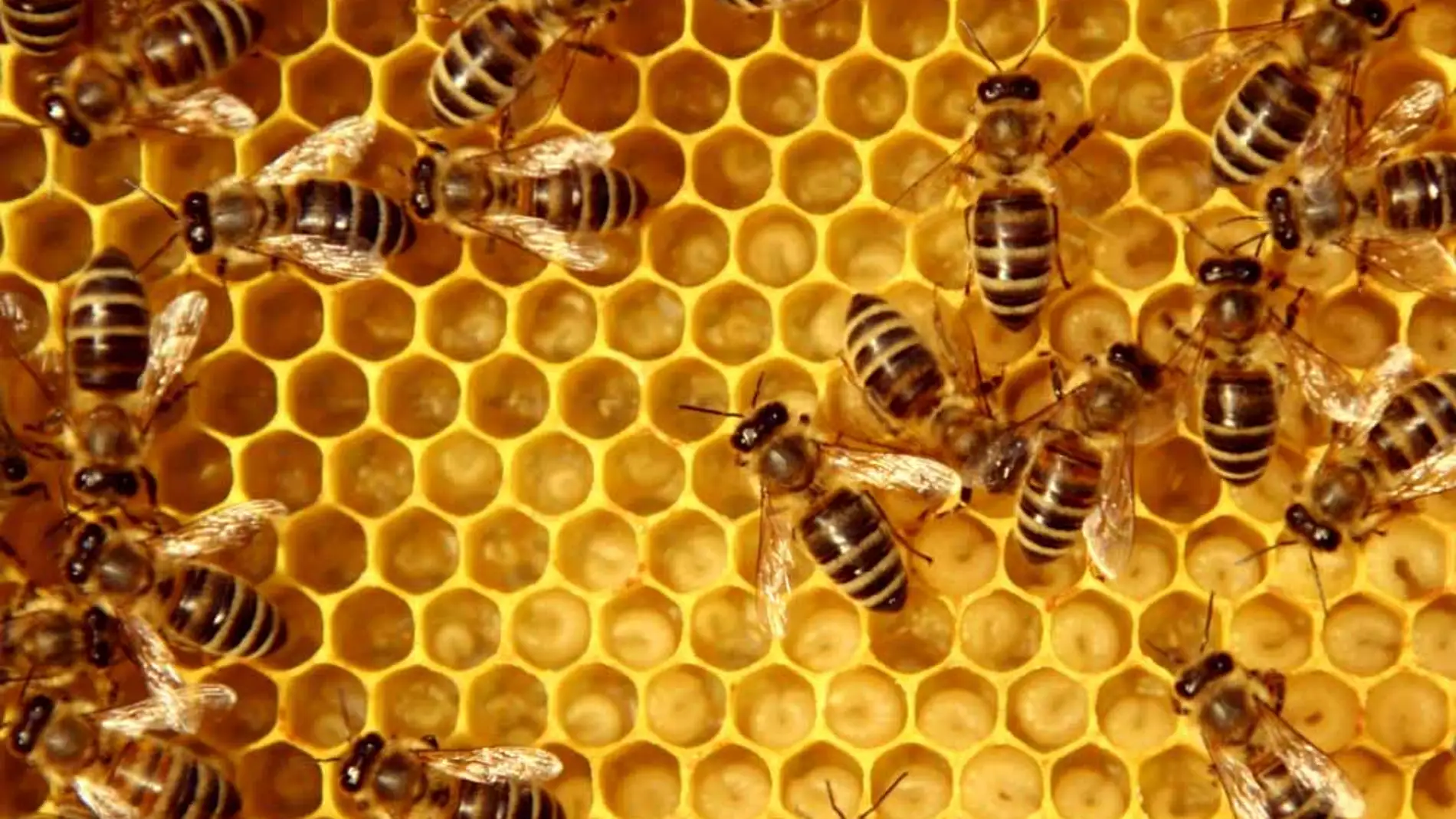 Una colmena de abejas Una colmena de abejas
