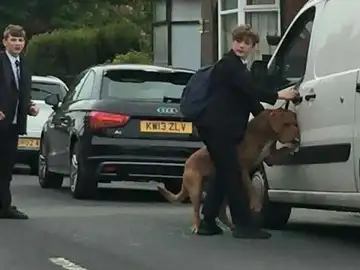 El joven descolgando al perro El joven descolgando al perro