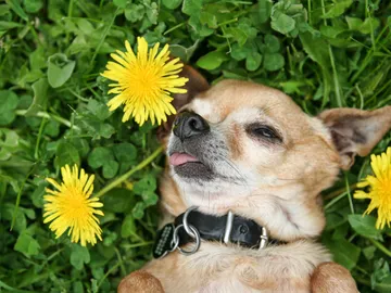 Perro y primavera Perro y primavera