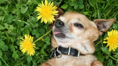 Canadá legaliza el sexo con animales siempre que no haya penetración