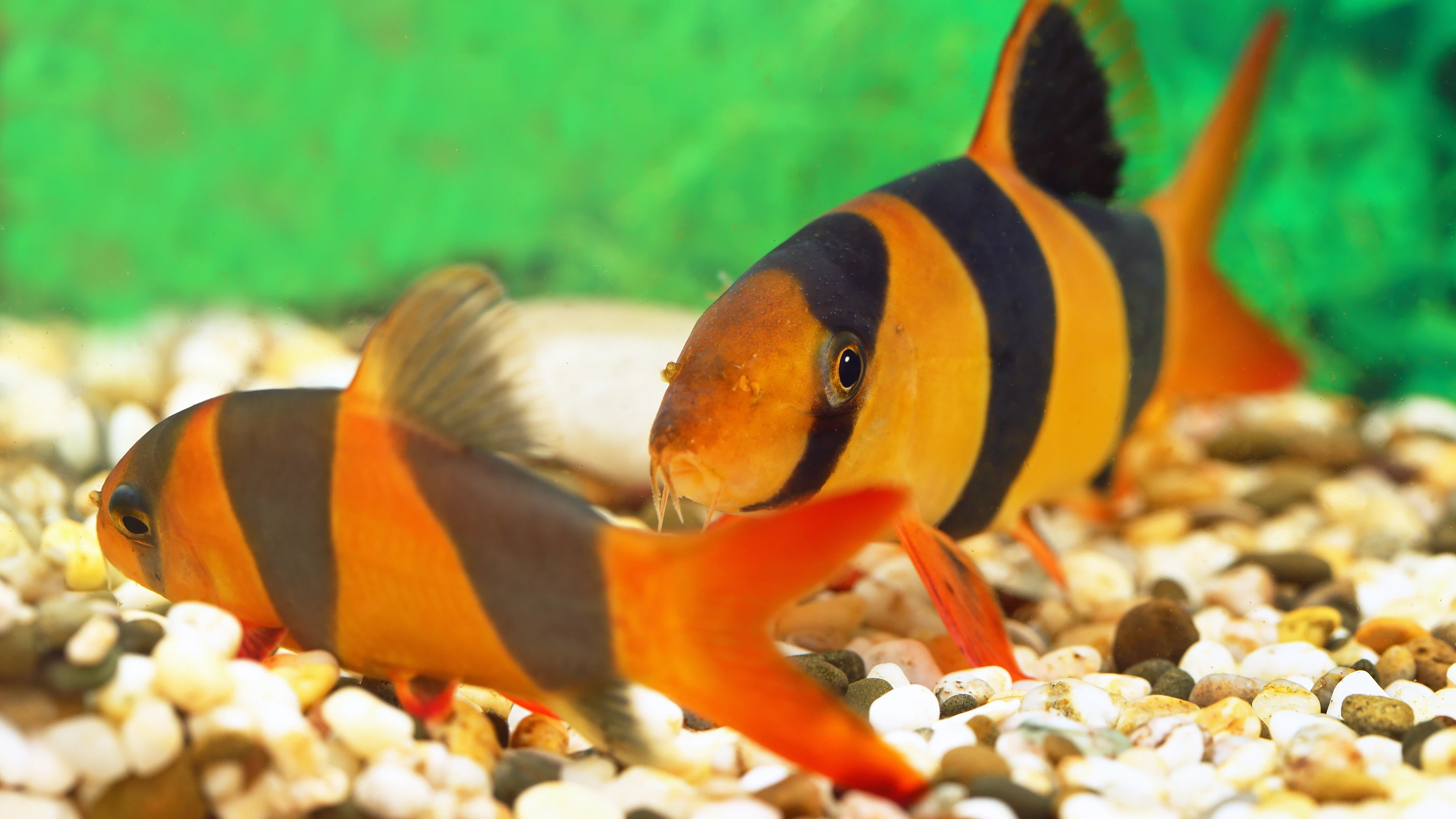 Peces botia