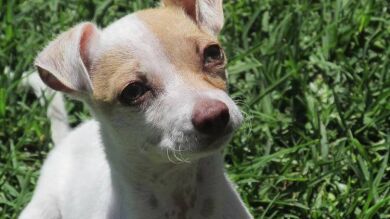 Bubba, el perro que dio positivo en heroína, metanfetamina y nicotina, se recupera de su adicción 