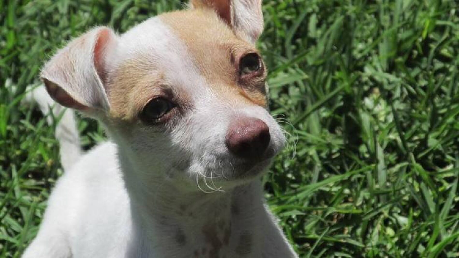 Bubba se recupera en un centro