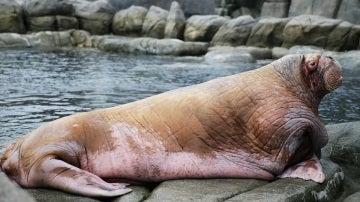 Una morsa sobre una roca en el zoo