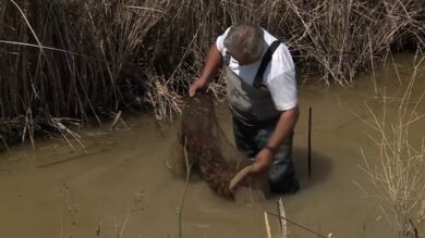El pueblo de los cangrejos