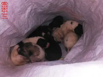 Imagen de los cachorros abandonados de la Policía foral de Navarra. Imagen de los cachorros abandonados de la Policía foral de Navarra.