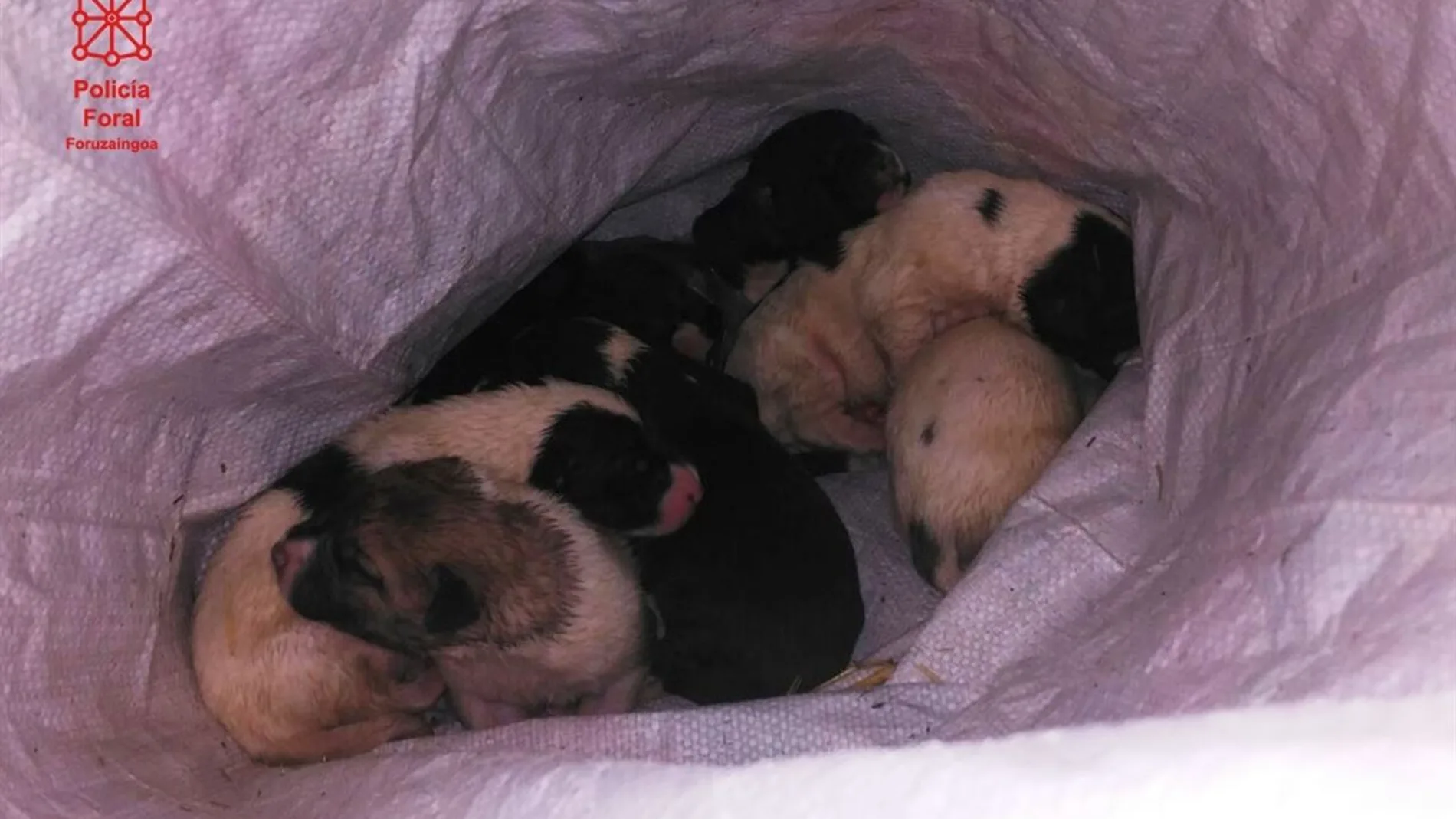 Imagen de los cachorros abandonados de la Policía foral de Navarra. Imagen de los cachorros abandonados de la Policía foral de Navarra.