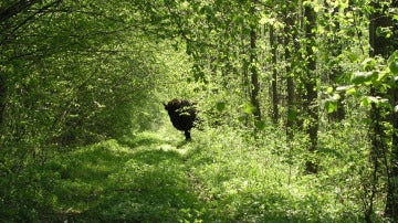 Un bisonte en el parque de Bialowieza