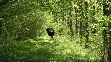 Un bisonte en el parque de Bialowieza Un bisonte en el parque de Bialowieza