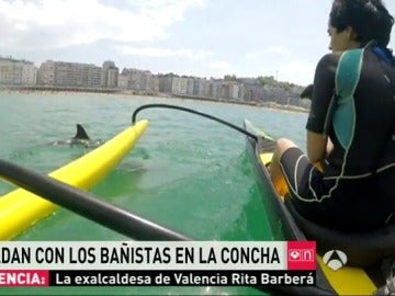 Delfines con bañistas en La Concha