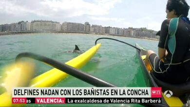 Una pareja de delfines sorprende a los bañistas en la playa de La Concha