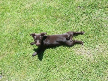 Una perra tumbada en el césped tomando el sol