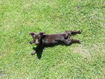 Una perra tumbada en el césped tomando el sol Una perra tumbada en el césped tomando el sol