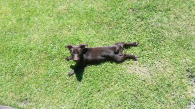 Hoy se celebra el Día del perro sin raza, una jornada que pretende fomentar la adopción