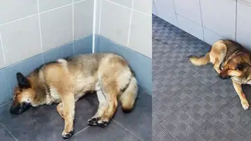 El animal esperando en una sala del aeropuerto El animal esperando en una sala del aeropuerto
