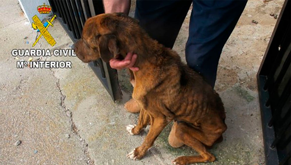 El perro encontrado en estado de desnutrición