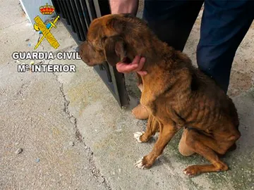 El perro encontrado en estado de desnutrición El perro encontrado en estado de desnutrición