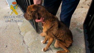 La Guardia Civil investiga al dueño de un perro encontrado en 