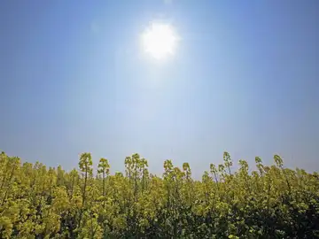 Sol Sol