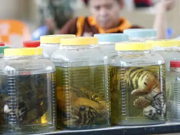Cachorros de tigre conservados en formol Cachorros de tigre conservados en formol