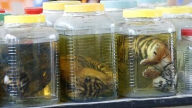 La Policía tailandesa investiga el 'Templo del Tigre' tras encontrar pieles, cadáveres y restos convertidos en amuletos