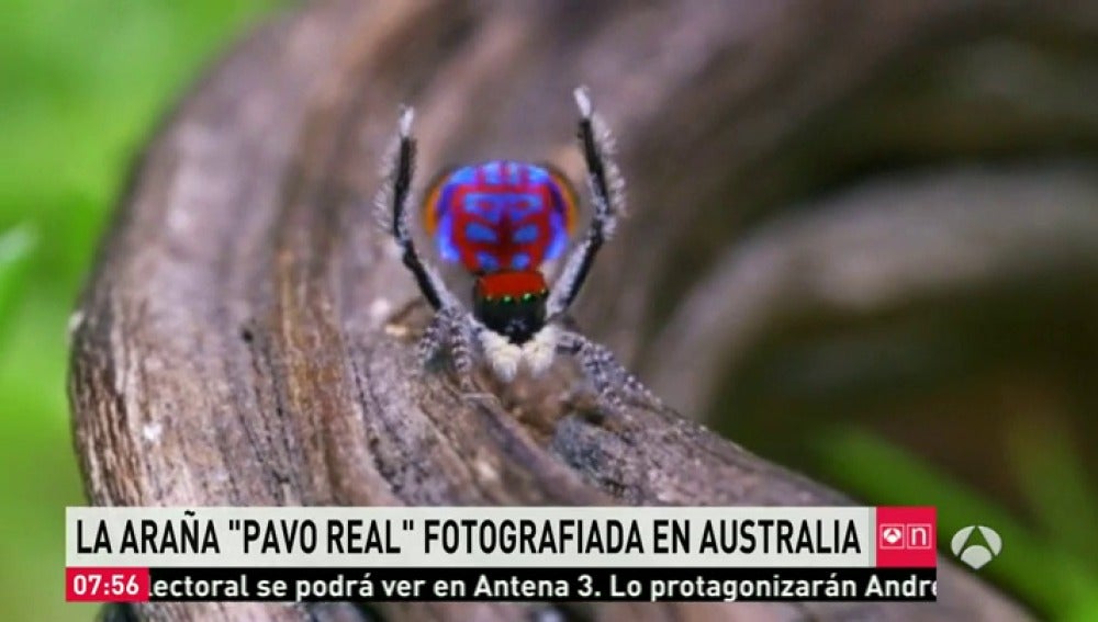 Frame 29.373793 de: La araña 'pavo real', entre las siete nuevas subespecies de arañas descubiertas en Australia