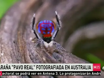 Frame 29.373793 de: La araña 'pavo real', entre las siete nuevas subespecies de arañas descubiertas en Australia Frame 29.373793 de: La araña 'pavo real', entre las siete nuevas subespecies de arañas descubiertas en Australia