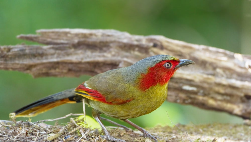 El ave 'Liocichla'